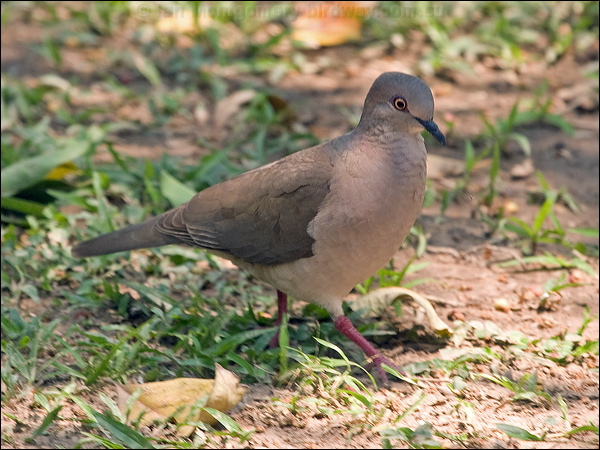 White-tipped Dove white_tipped_dove_202482.psd