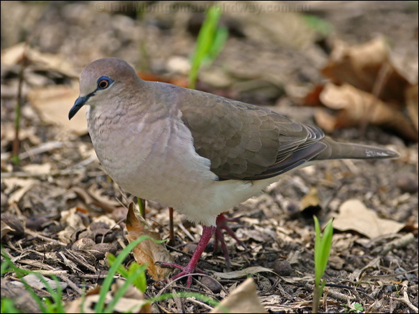 White-tipped Dove white_tipped_dove_20776.psd