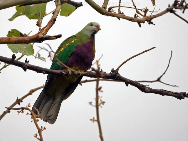 Wompoo Fruit Dove wompoo_fruit_dove_114795.psd