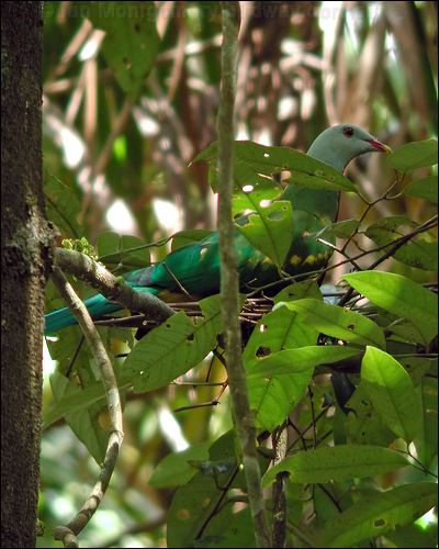 Wompoo Fruit Dove wompoo_fruit_dove_12260.jpg