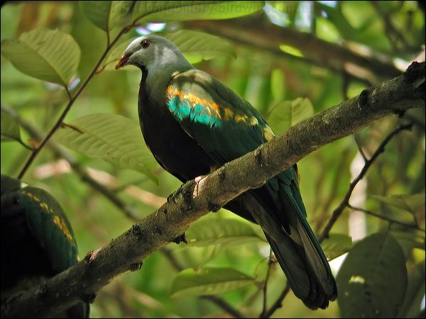 Wompoo Fruit Dove wompoo_fruit_dove_12284.jpg