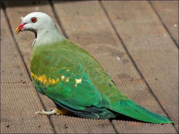 Wompoo Fruit Dove wompoo_fruit_dove_31847.jpg