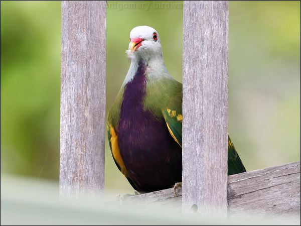 Wompoo Fruit Dove wompoo_fruit_dove_31859.jpg