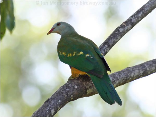 Wompoo Fruit Dove wompoo_fruit_dove_32937.jpg