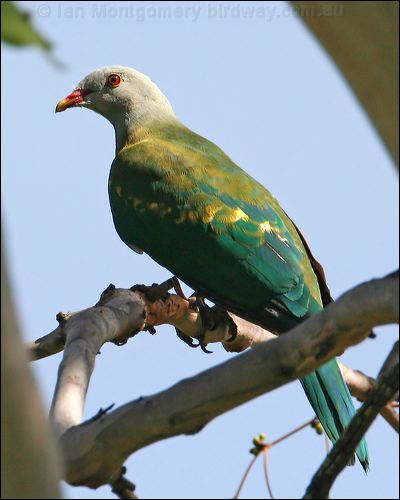 Wompoo Fruit Dove wompoo_fruit_dove_32948.jpg