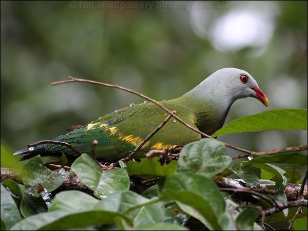 Wompoo Fruit Dove wompoo_fruit_dove_60842.jpg