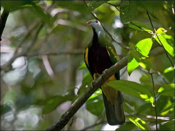 Wompoo Fruit Dove wompoo_fruit_dove_80554.psd