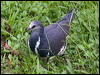 wonga_pigeon_180698