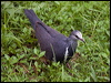 wonga_pigeon_180712