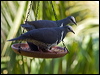 wonga_pigeon_180720