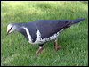 wonga_pigeon_30098
