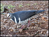 wonga_pigeon_30135
