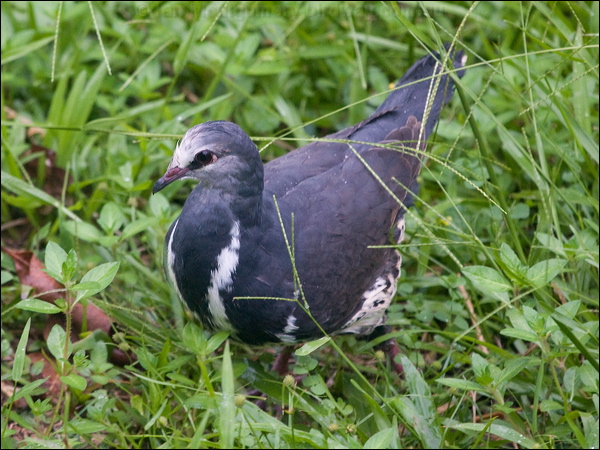 Wonga Pigeon wonga_pigeon_180698.psd