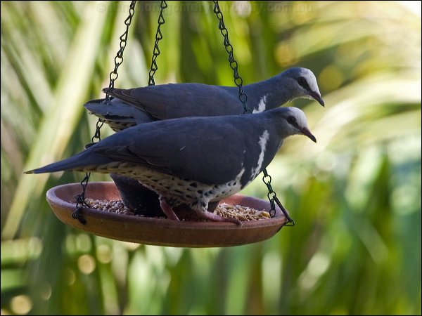 Wonga Pigeon wonga_pigeon_180720.psd