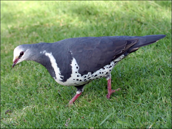 Wonga Pigeon wonga_pigeon_30098.jpg