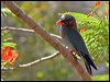 dollarbird_03852