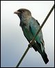 dollarbird_09973