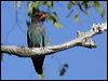 dollarbird_11276