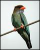 dollarbird_12862