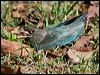 dollarbird_151493