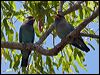 dollarbird_163398