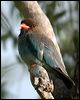 dollarbird_30035
