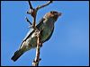dollarbird_47517