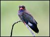dollarbird_61239