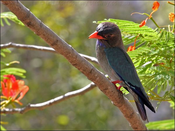 Oriental Dollarbird dollarbird_03852.psd