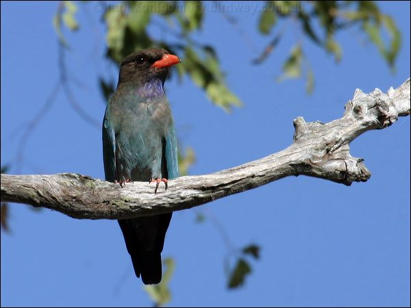 Oriental Dollarbird dollarbird_11276.psd