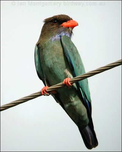 Oriental Dollarbird dollarbird_12862.psd