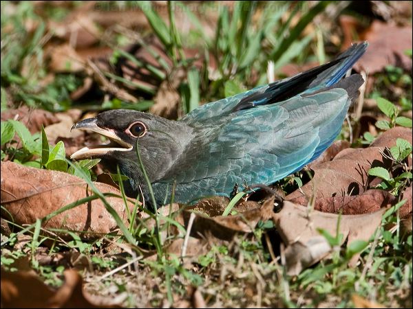 Oriental Dollarbird dollarbird_151493.psd
