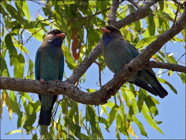 Oriental Dollarbird dollarbird_163398.psd