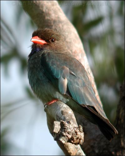Oriental Dollarbird dollarbird_30035.psd