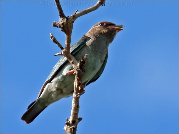 Oriental Dollarbird dollarbird_47517.psd