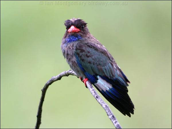 Oriental Dollarbird dollarbird_61239.jpg