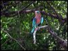 indian_roller_17704