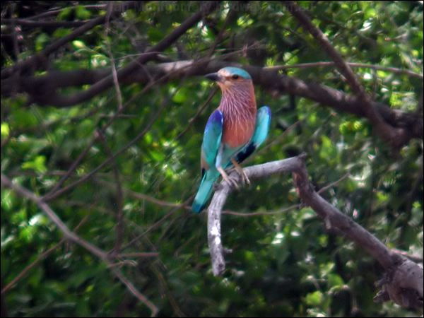Indian Roller indian_roller_17704.psd