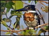 amazon_kingfisher_202055