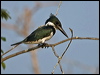 amazon_kingfisher_202693
