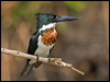 amazon_kingfisher_205356