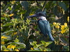 amazon_kingfisher_206552