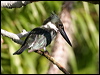 amazon_kingfisher_26292
