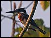 amazon_kingfisher_27086