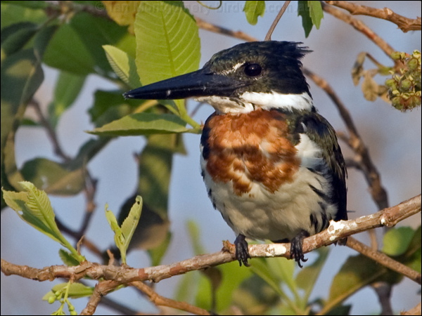 Amazon Kingfisher amazon_kingfisher_202055.psd