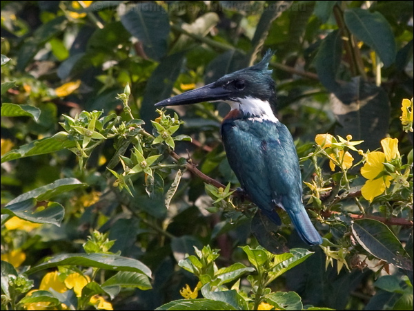 Amazon Kingfisher amazon_kingfisher_206552.psd