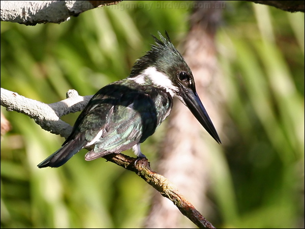 Amazon Kingfisher amazon_kingfisher_26292.psd