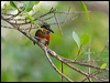 am_pygmy_kingfisher_204753