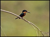 am_pygmy_kingfisher_206008