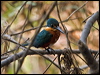 am_pygmy_kingfisher_206055